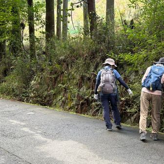 藤尾から旧道を通り　小関越えに上がってきました　　道の傍らに咲く花に女性陣たちは足を止めます　　腰痛に声も出ず　ひたすら堪えていました😰