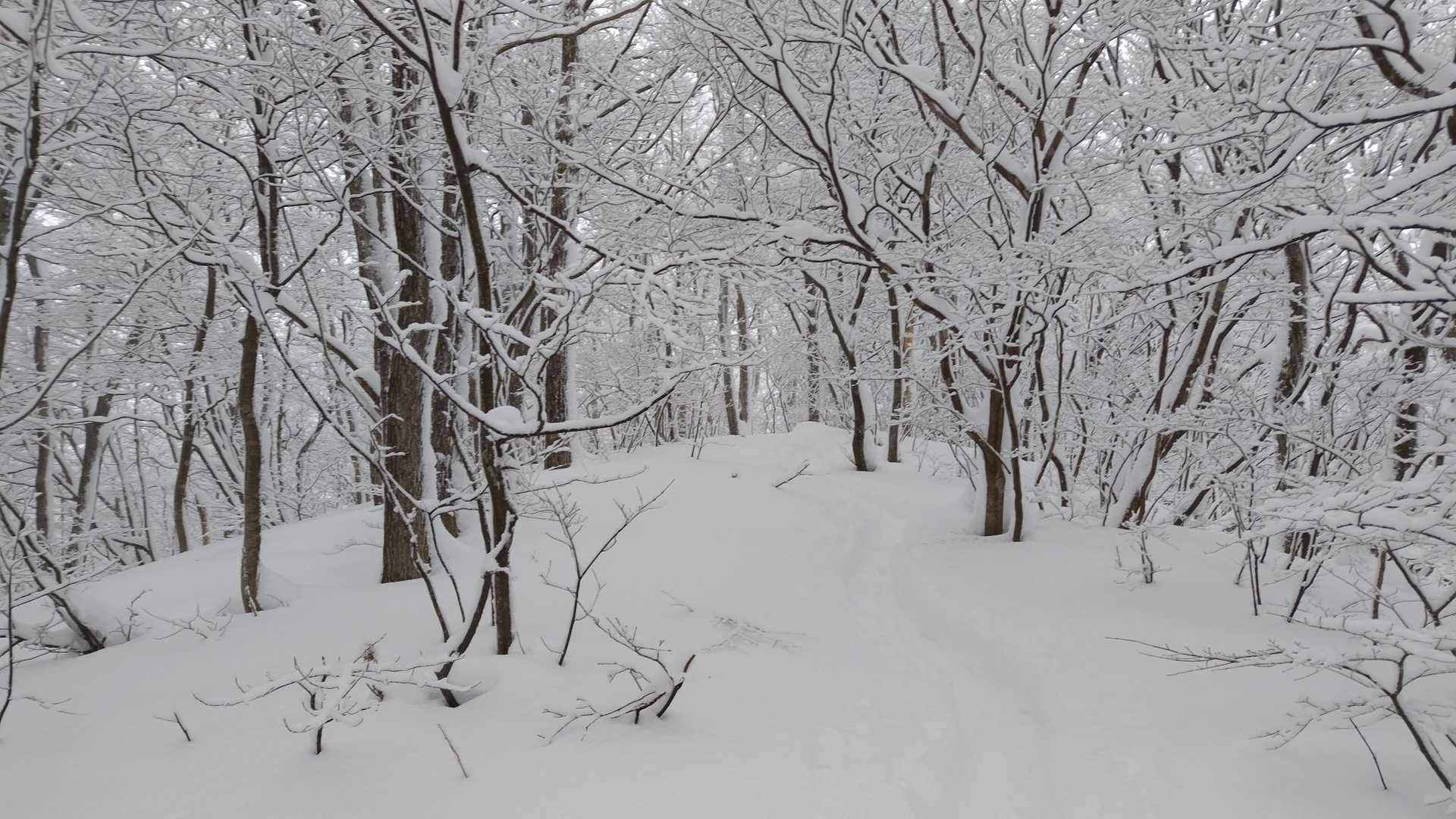 猿毛岳往復 | かぐや姫ロードの竹林と尾根歩きを楽しむ、加茂の小さな名山の写真