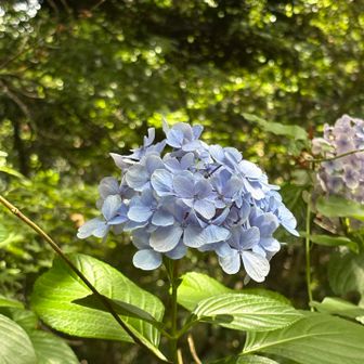 アジサイも残ってました