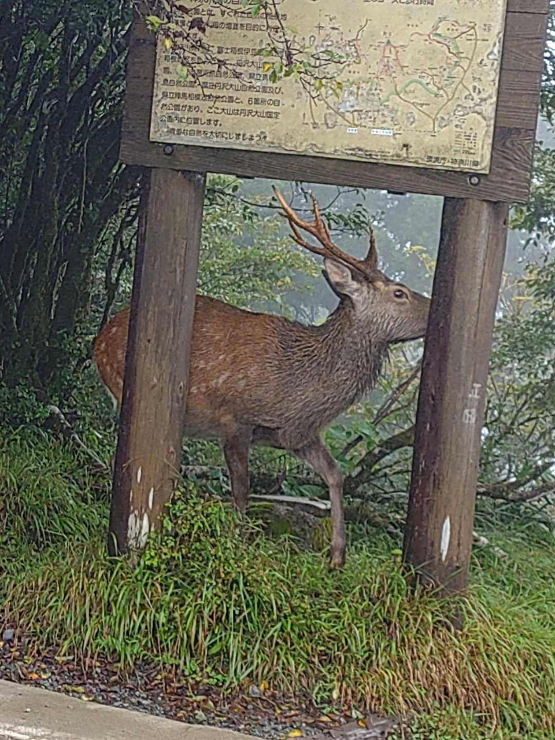 蓑毛バス停-大山-ヤビツ峠 周回コースの写真