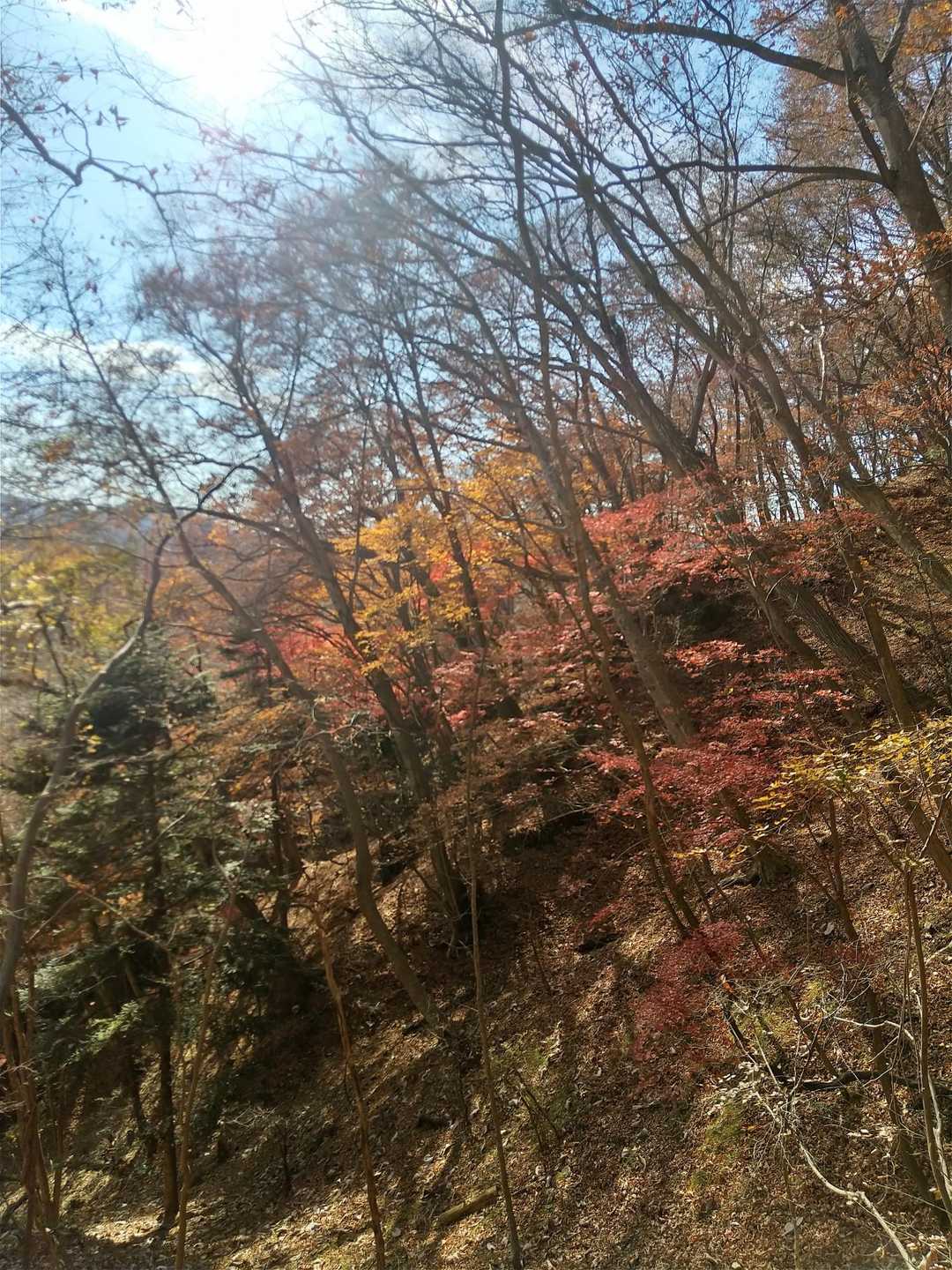 全体的に紅葉のピークは過ぎていてもそれなりの彩りがきれい🍁