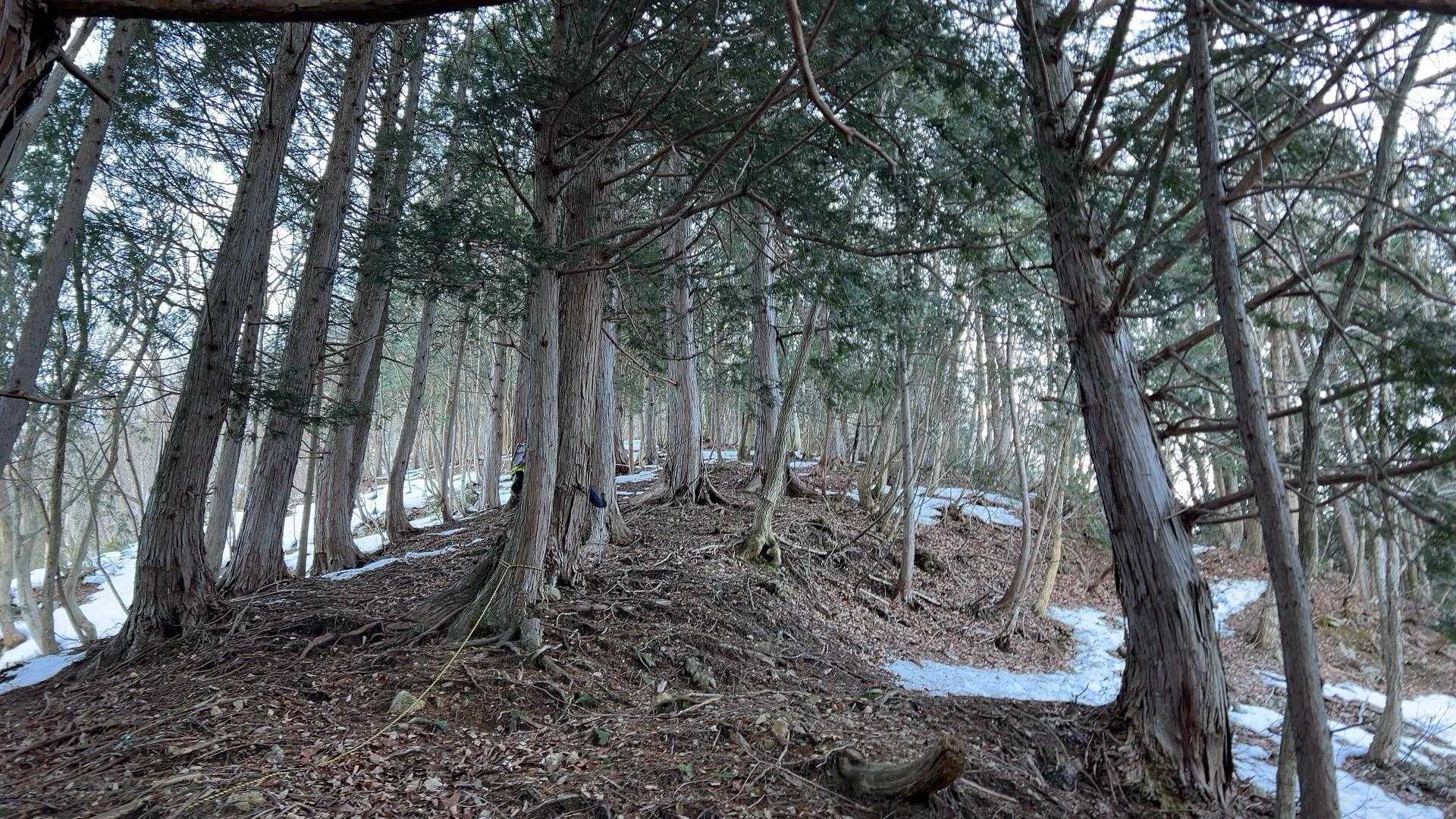 この傾斜をヒィヒィ登らされます。