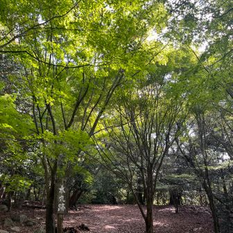 本丸跡は新緑の様な💚鮮やかさ
