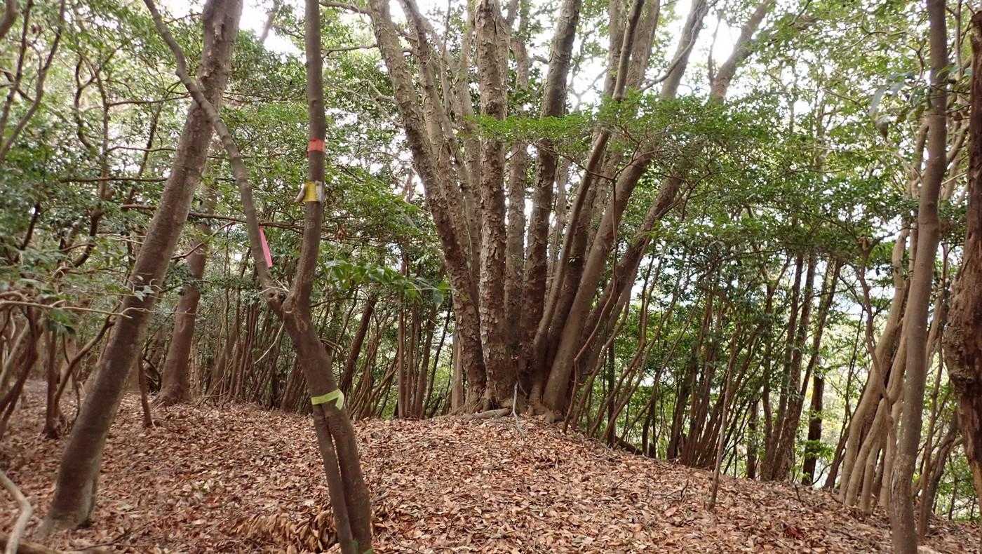 分岐に戻った。
向こうの木は、まるで稲の分けつみたい。