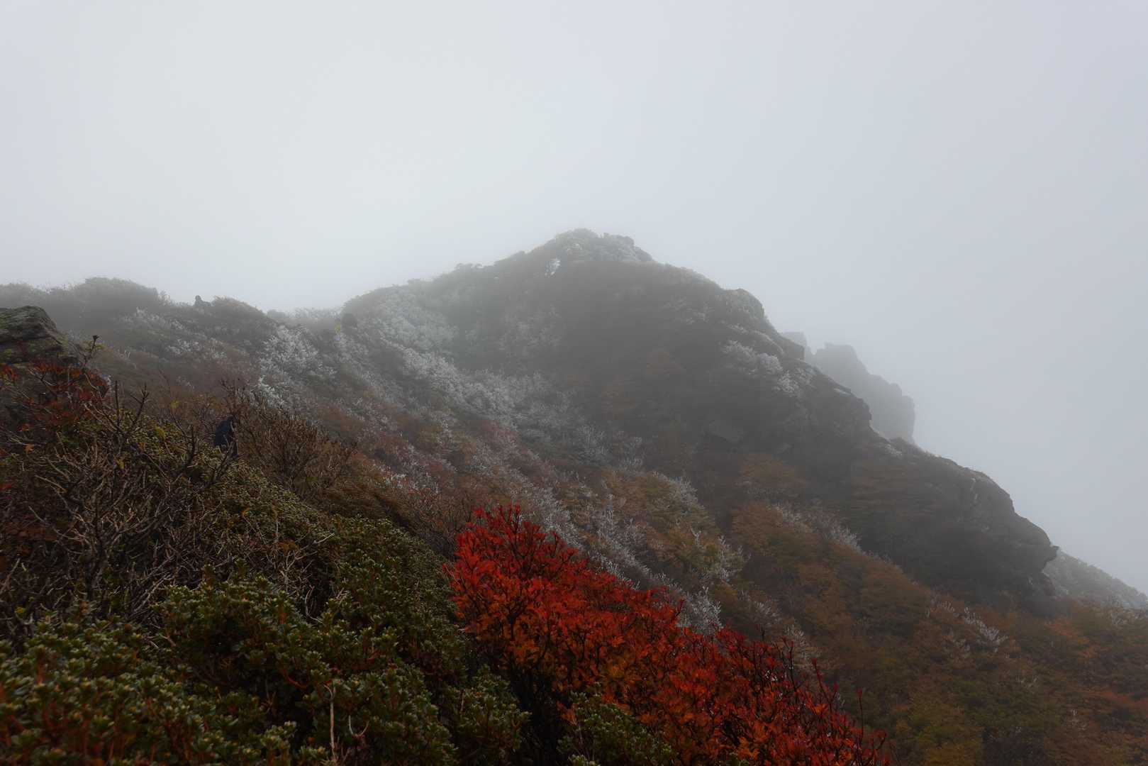 山頂斜面が霧氷で白くなってます。