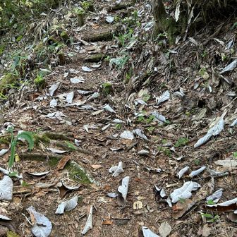 季節の変わり目で朴葉味噌や朴葉寿司で使われている🌿朴木の朴葉がいっぱい落葉🍂しています