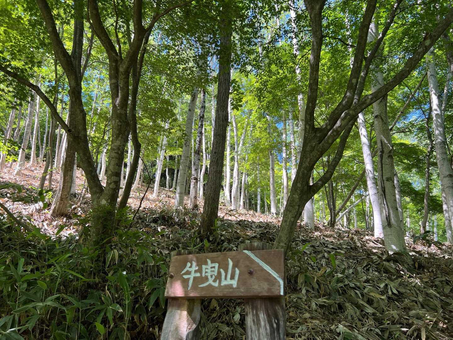 白樺が美し〜い✨
秋が待ち遠しいですね