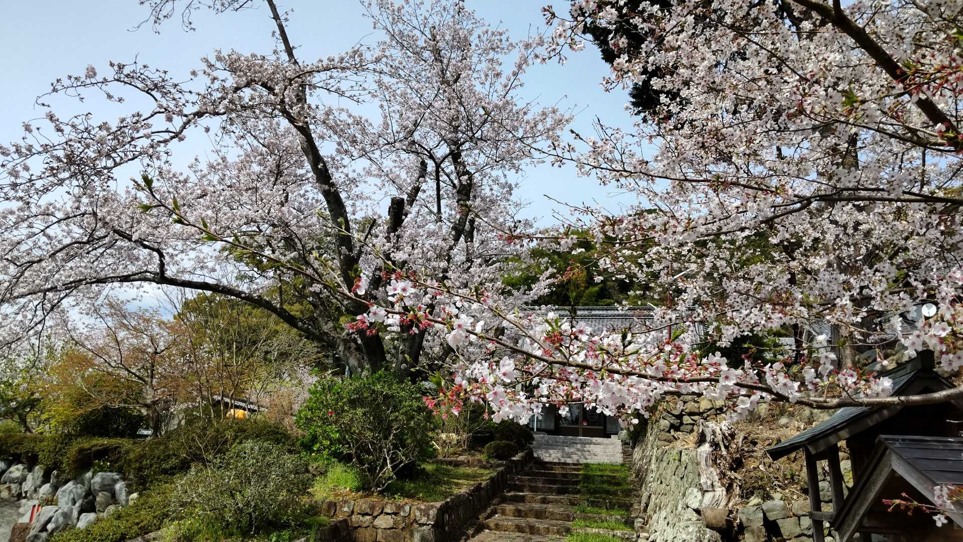 境内の🌸