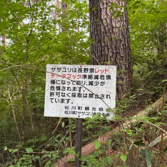 そうそう信州の本には6月ササユリが見れるって書いてあった☝️
でもまだ早くて見れなかった…🥲