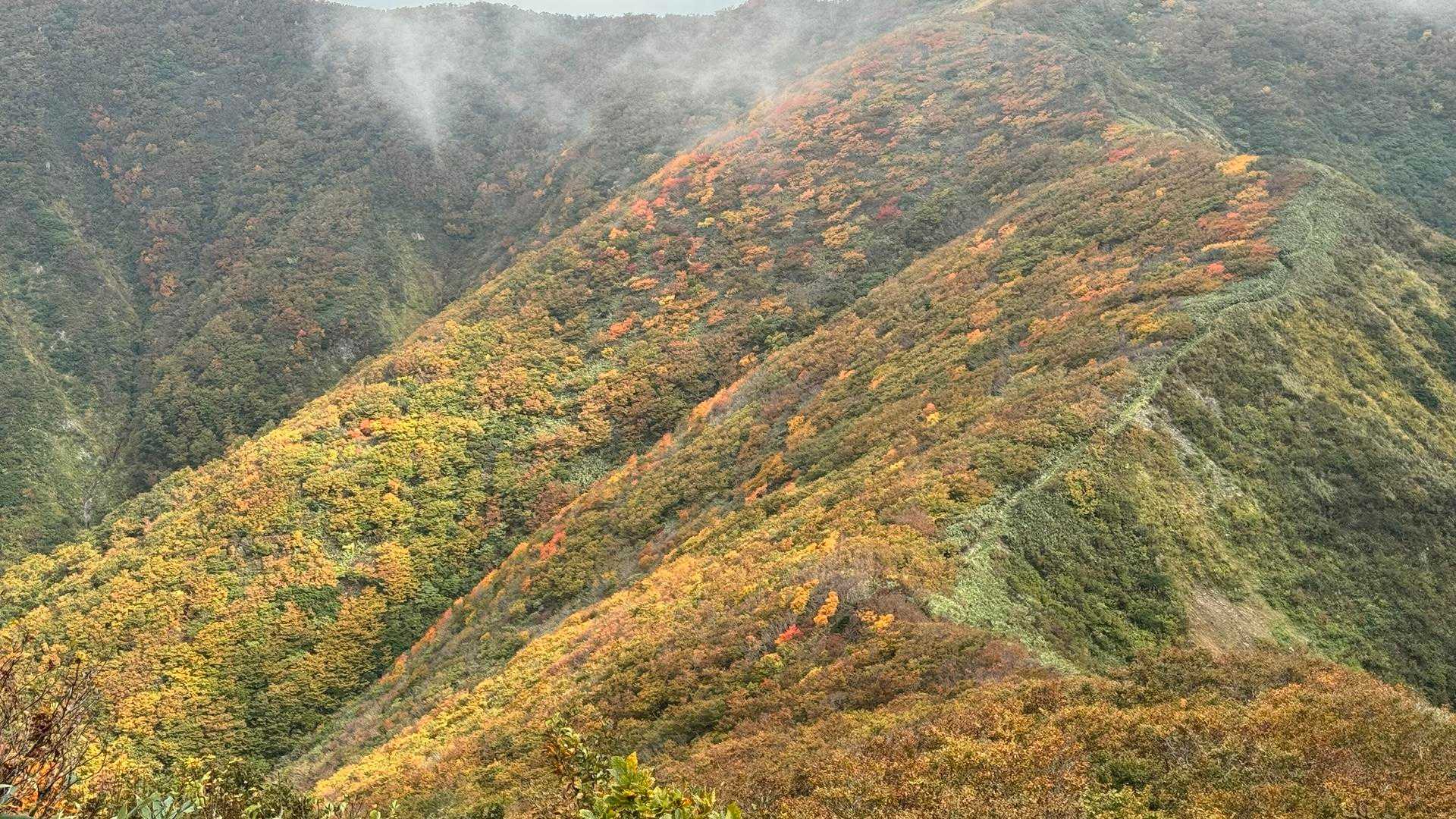 赤くない落ち着いた紅葉🍁