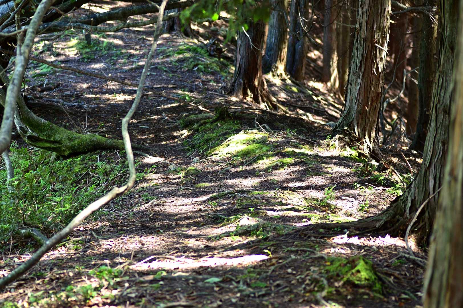 でもその後は、別の株を見つけることはできず、ぶらぶら歩きながら二の谷山の山頂を折り返しました🚶‍♂️🚶‍♂️🚶‍♂️