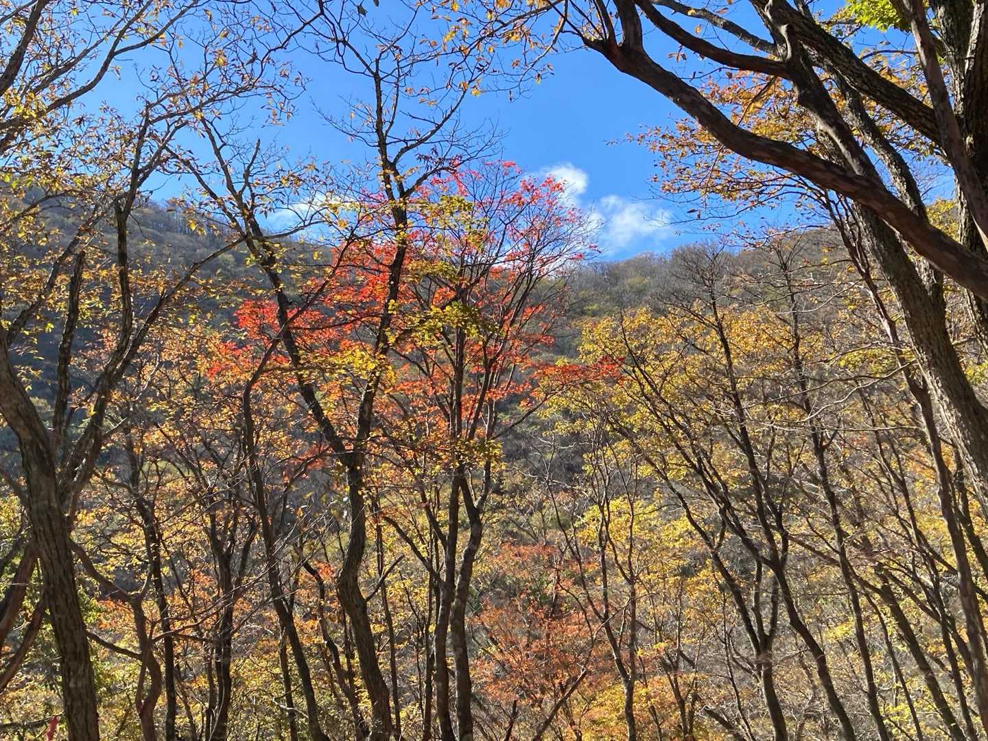 御池岳登山道コグルミ谷登山口-天ヶ平-御池岳 往復コースの写真
