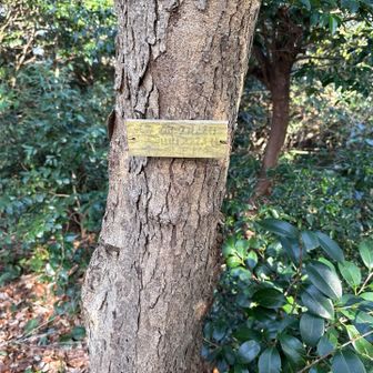 プレートが色褪せていて読めないんですが古川山です。