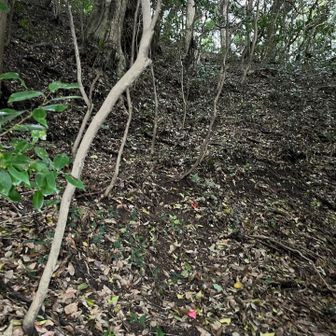 雨降ってるし、暗くて足元が見づらく、
ライトの明かりで登る🔦