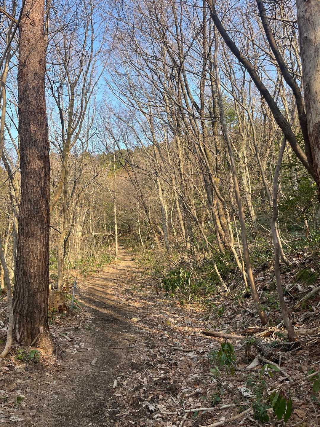 弥彦山 往復コースの写真