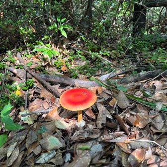 また、大人の階段を登ってしまった
タマゴダケ🍄です。

大きくなれよぉぉぉ
（by.丸大ハンバーグ）