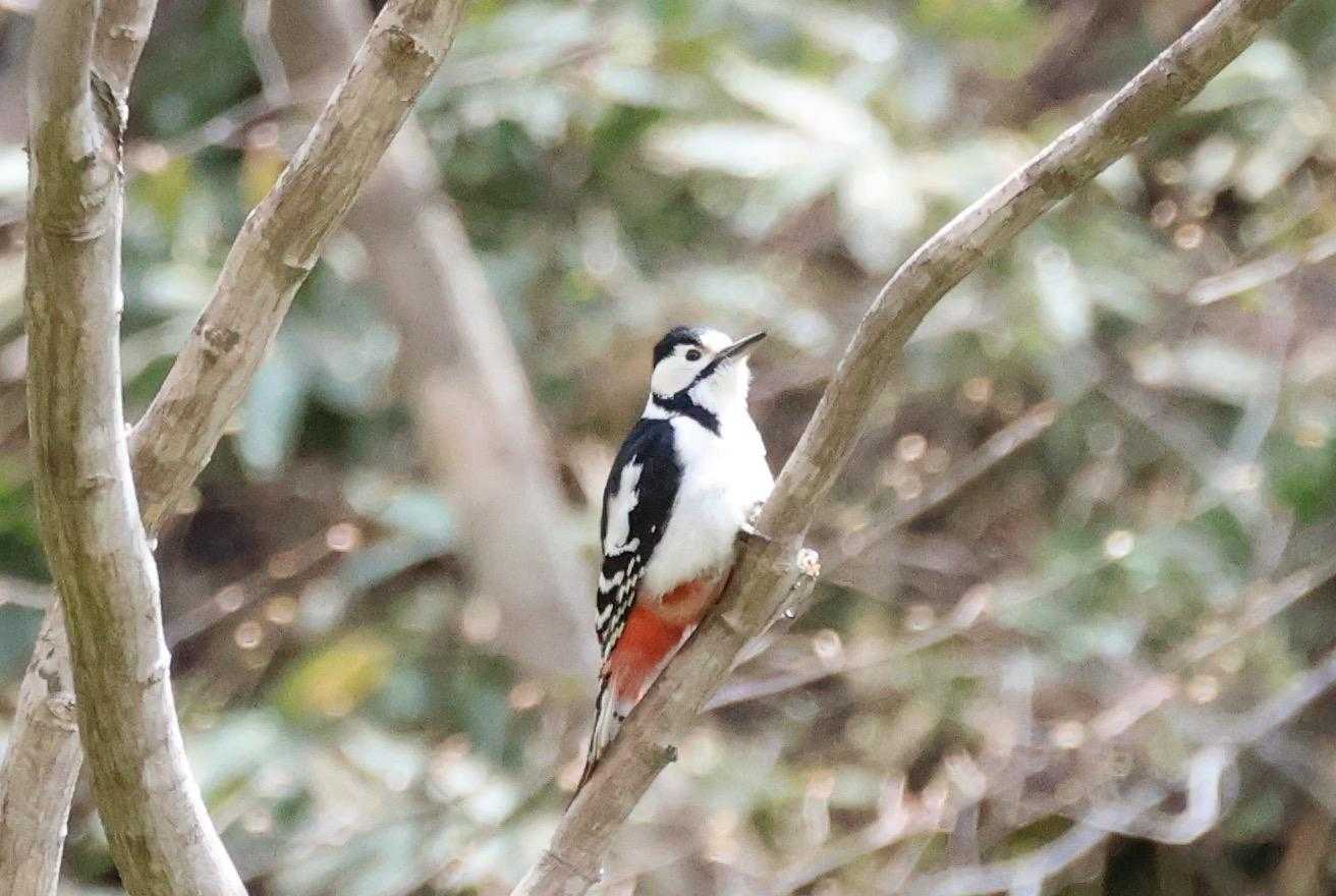 アカゲラ
なかなか鳥さんがいなかったので出会えて嬉しいですo(^▽^)o