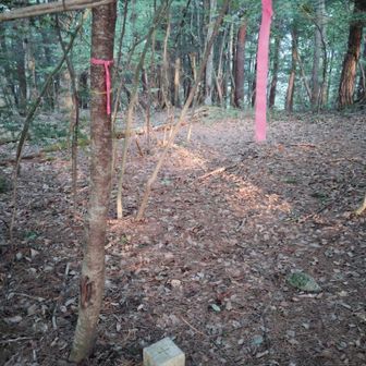 鳩打峠から10分弱でグレピの鍵懸山山頂🚩　山名板ナシ😇　峠へ戻る🔙