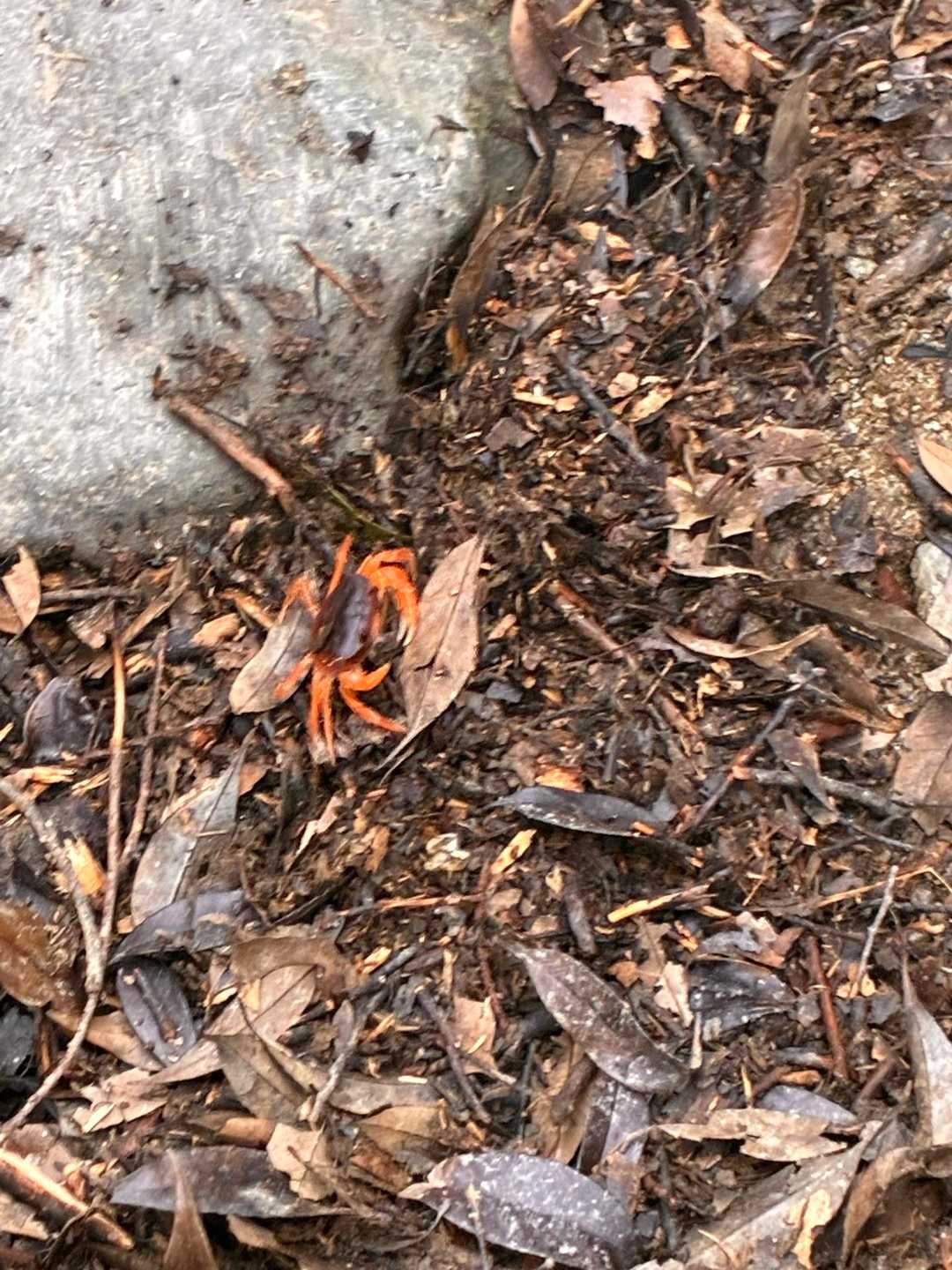 🦀
