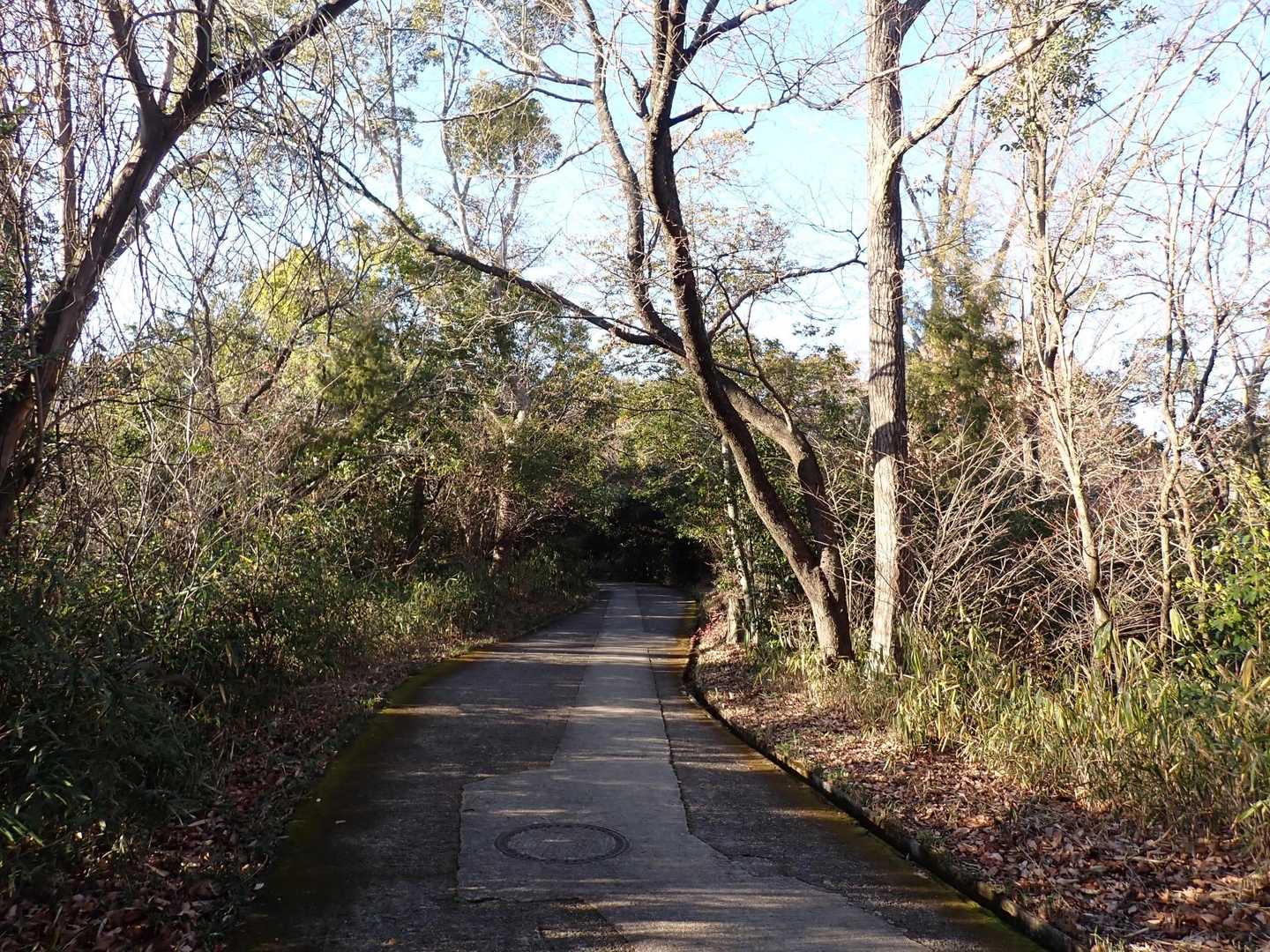 山頂までは、基本こういう幅広い舗装道路です。
そこまで急坂ではないけど、全力疾走したらきついやろなあ。