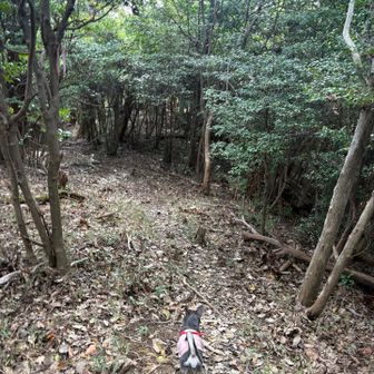 山頂の裏側からの帰り道はハイキングにしては激下り⤵️ 道も分かりづらいけど、チワーン隊長が先導してくれました🐶