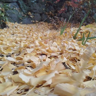 黄金の絨毯も良いね!