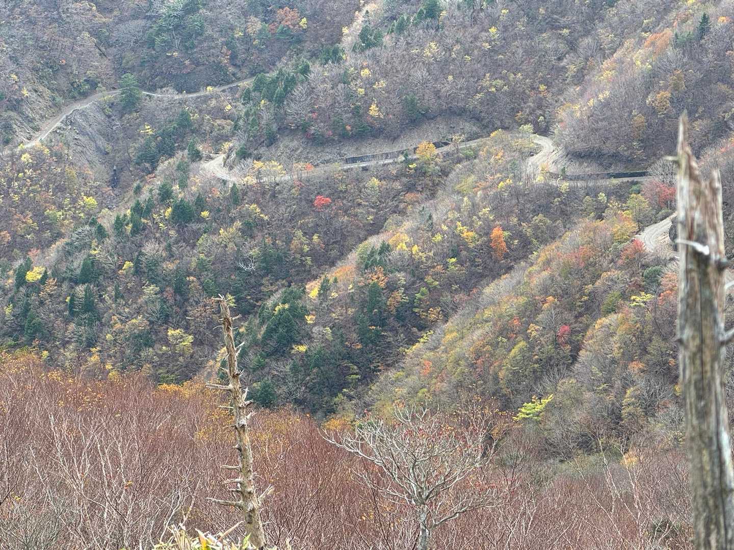 ハゲ山に なりつつある中にポツポツある

紅や 黄色が目立っています