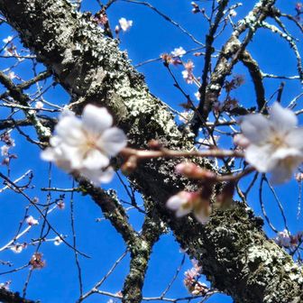 ピントが合わなかったけど、きれいに咲いてました🩷