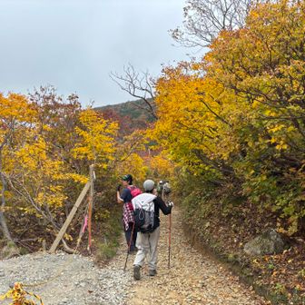 くろがね小屋付近は黄色いトンネル