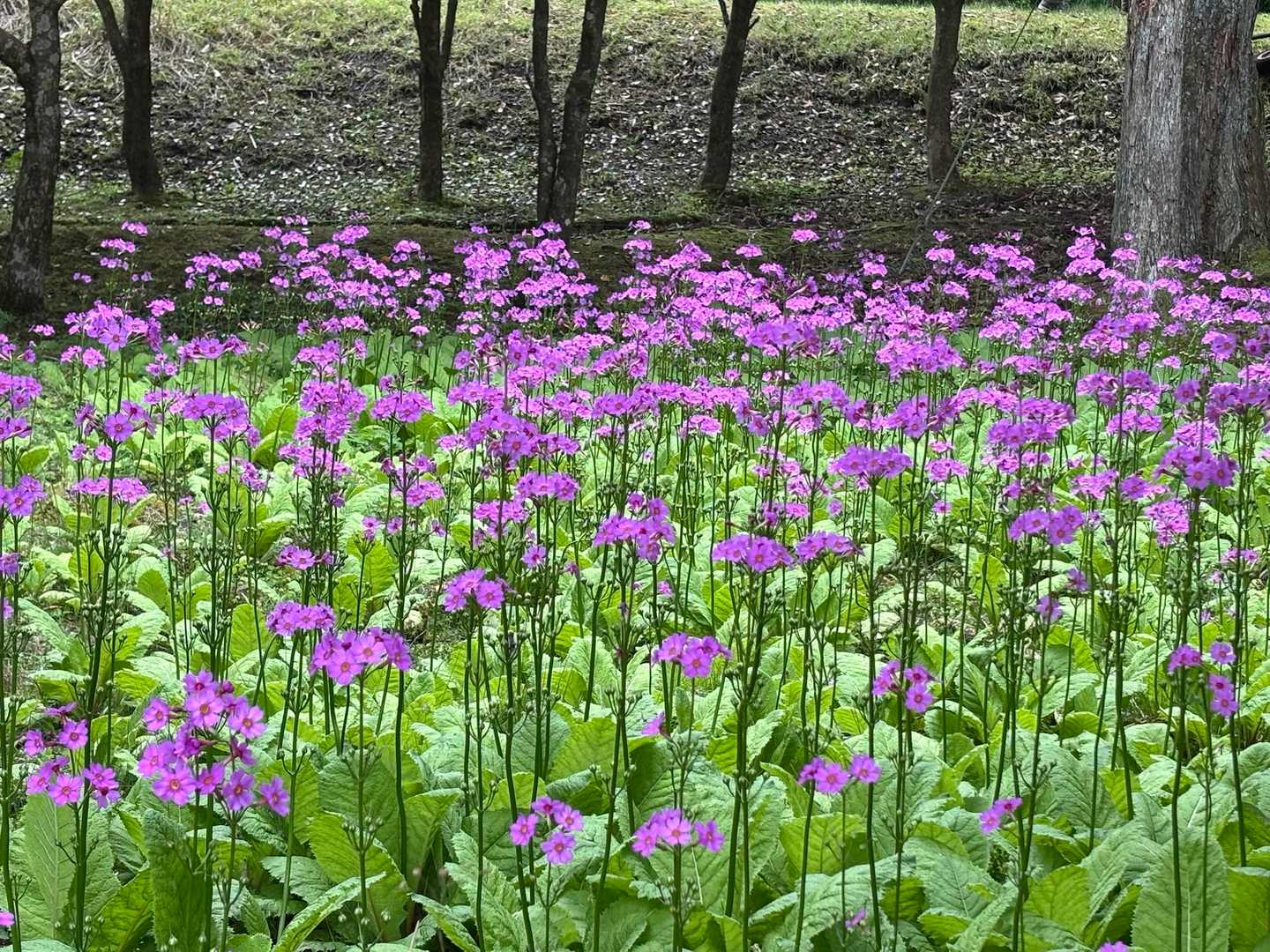 霊山寺登山口-霊山-霊山登り口-霊山登山口 周回コースの写真