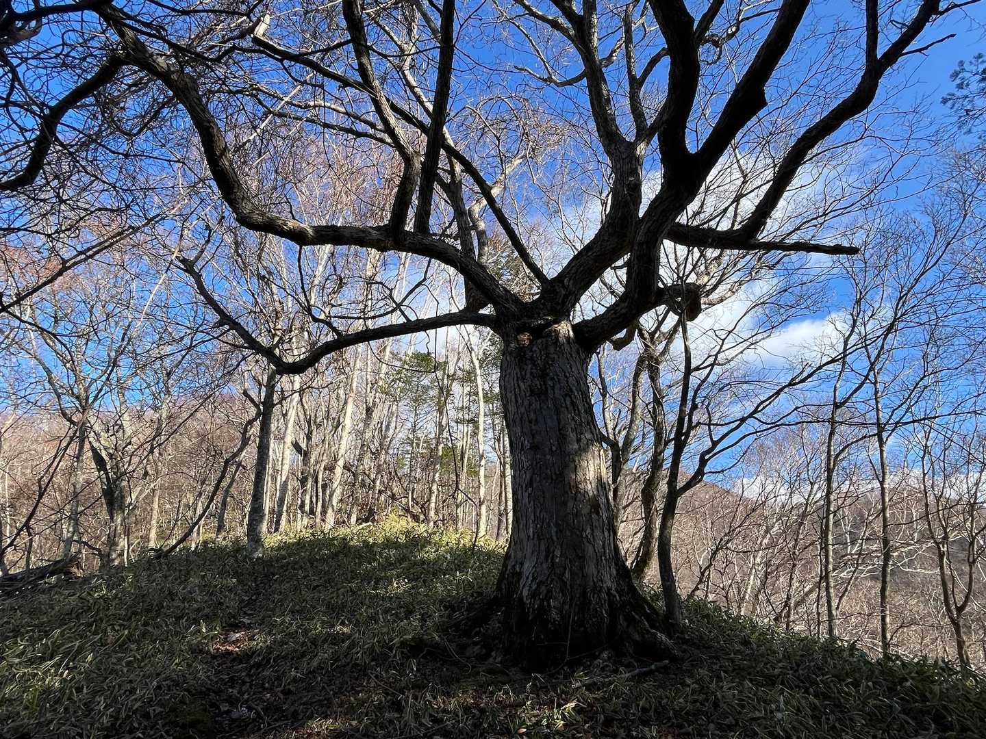 横山登山口-横山中岳 往復コースの写真