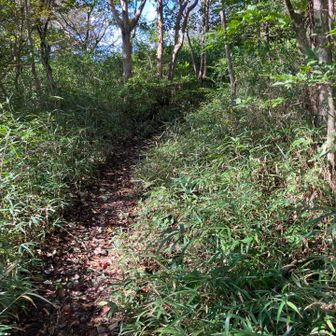 東お多福山高原の見晴らし台から山頂手前までは途中までは笹払いされてました。