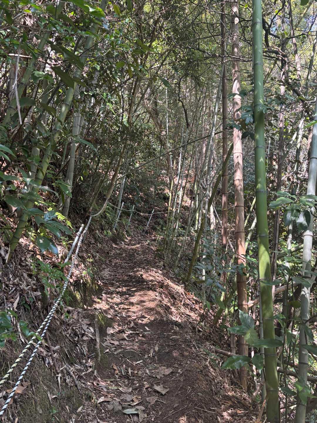 歩いているだけでウキウキしてきます