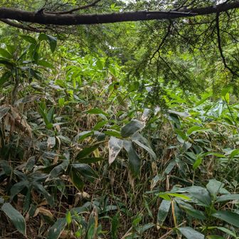 方向は分かってるので、適当に突撃〜🌿背丈以上の笹に阻まれる、、100メートル位進んだ所でギブアップ。全身濡れるし、
500メートルもこの藪漕ぎは無理🥵やはりここは積雪期に行かないとダメ🙅みたいでした。井手の小路山みたいに気合入れられなかった。時間かければやれなくもなかったんでしょうが、、そして撤退決定！