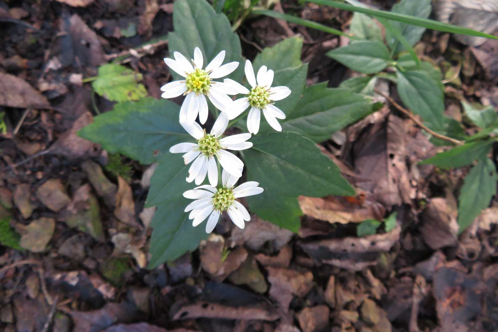 本日初めての花。ヨメナなのかな???