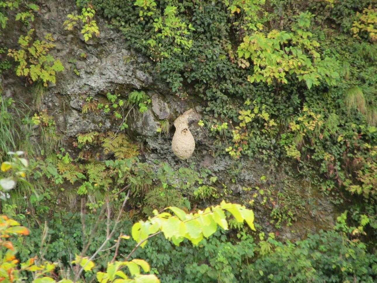 巨大なスズメバチの巣（100m以上離れているので登山道に影響はありません）