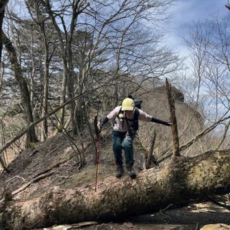 大きな倒木も乗り越える