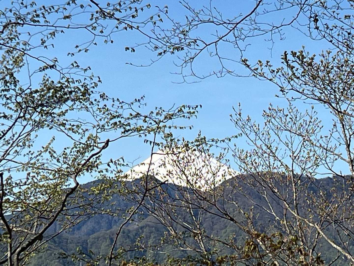 下山中、枝の間からも富士山

まだ早いし富士山きれいなので、この後お伊勢山にいってみよ〜と思いま〜す✌️