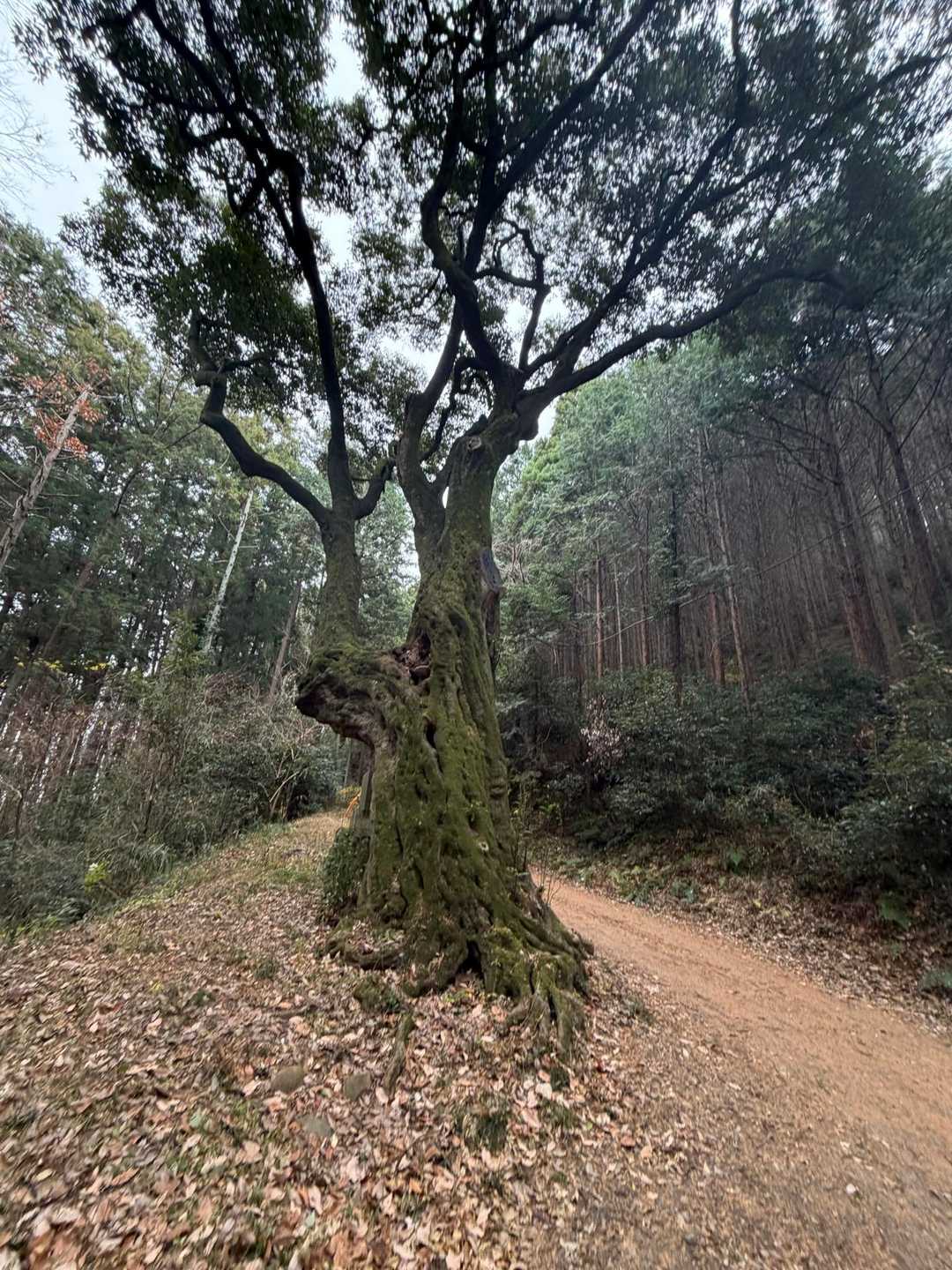 陣見山-十二天山 周回コースの写真