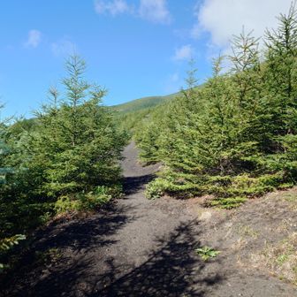 このあたりで鹿に遭遇