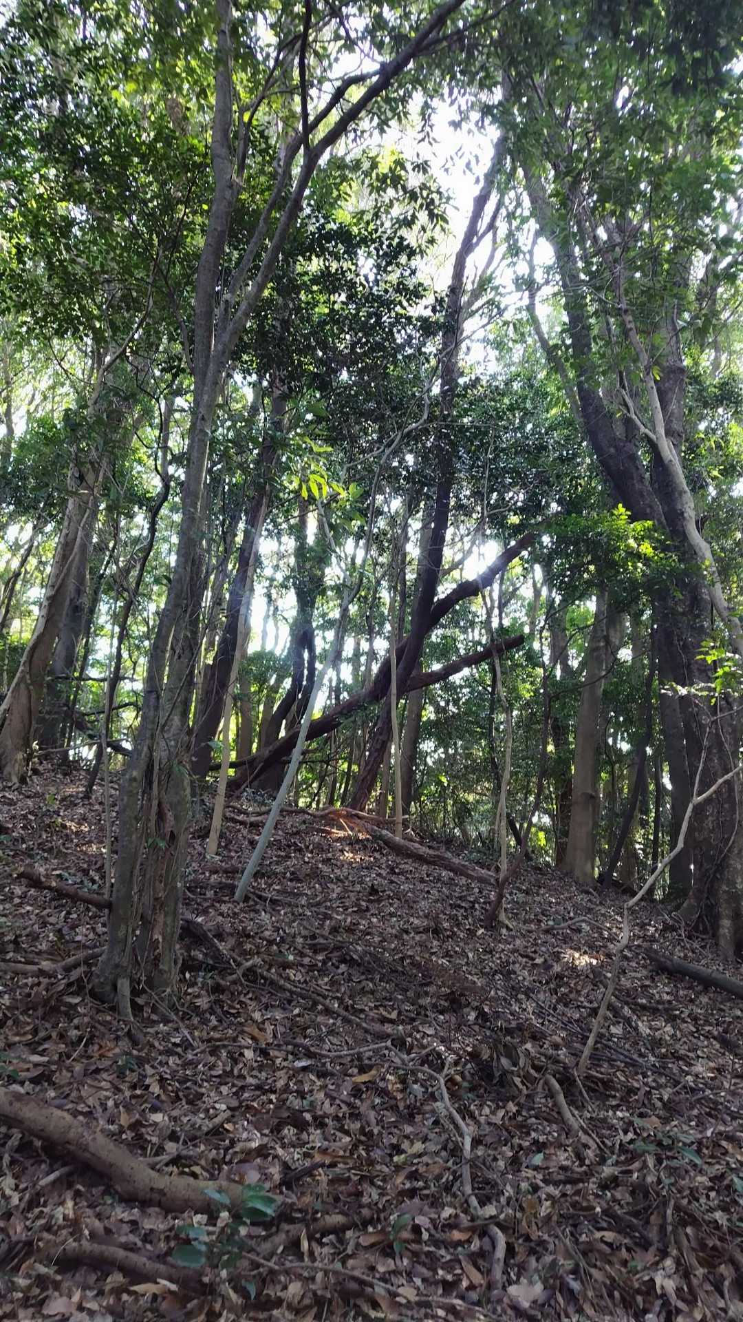 山道を行く😆