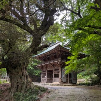 薬王院
この裏のグレーピークも行きたかったけれど分岐を通り過ぎてしまったので諦めました