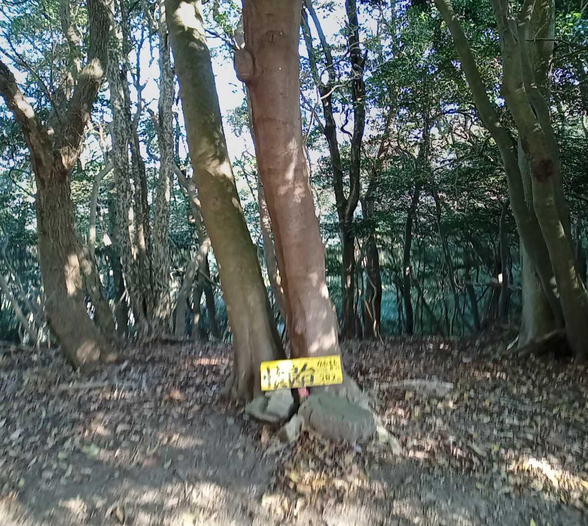 道の駅万葉公園登山口-小富士山-愛宕山 往復コースの写真