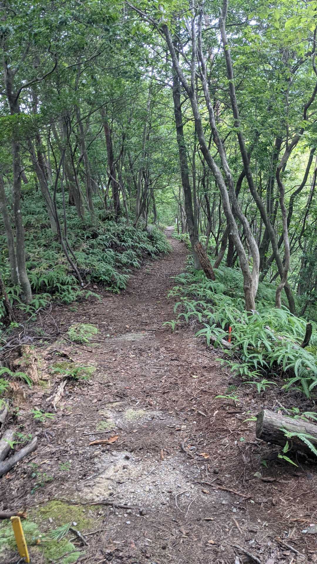古城山 往復コースの写真