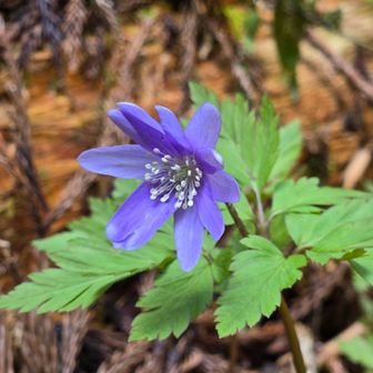 パープルも素敵