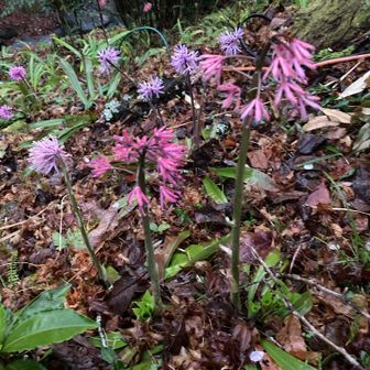 ショウジョウバカマ
キレイです。