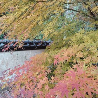 紅葉は終わりかけだけれど