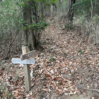 行道峠
後行道山から行道峠の間に猪が出てきてビックリ🐗🫢
数秒の間睨み合いがありましたが、スッと薮の中へ去っていきました😅
