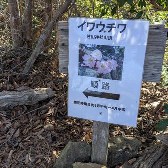 堂平山・笠山（乳房山）・大霧山 イワウチワ
斜面に沿って鑑賞ルートができています

年々増えていっているようです
見頃は3月末
もうすぐだ