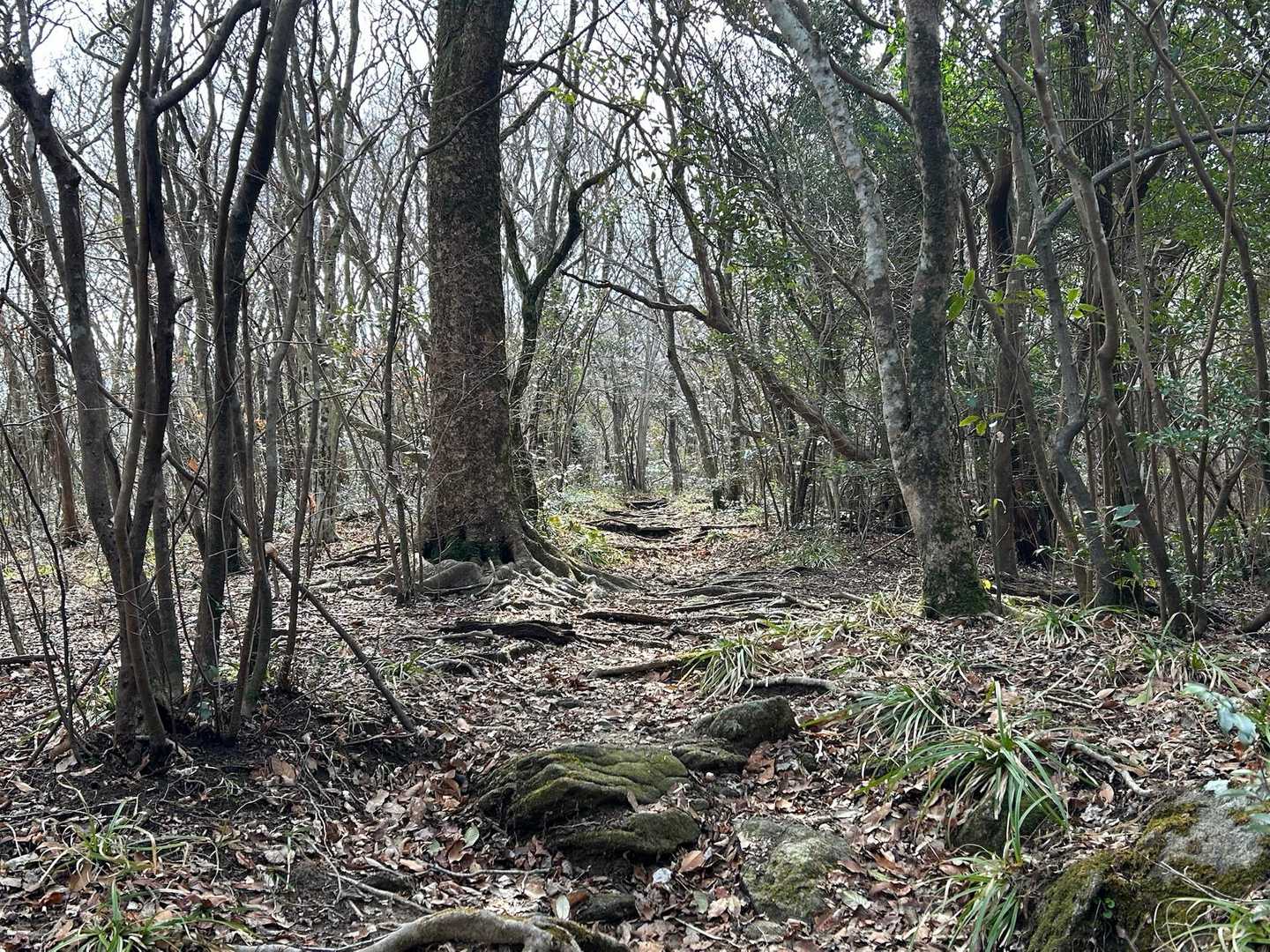 桜谷遊歩道登山口-五ヶ山 周回コースの写真